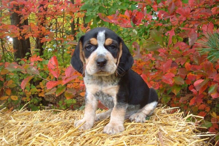 10 Best Basset Hound Breeders (2024 Updated)