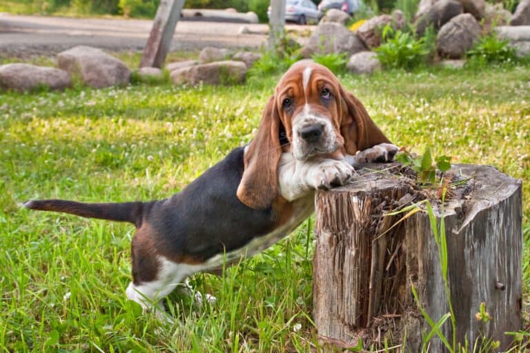 10 Best Basset Hound Breeders (2023 Updated)