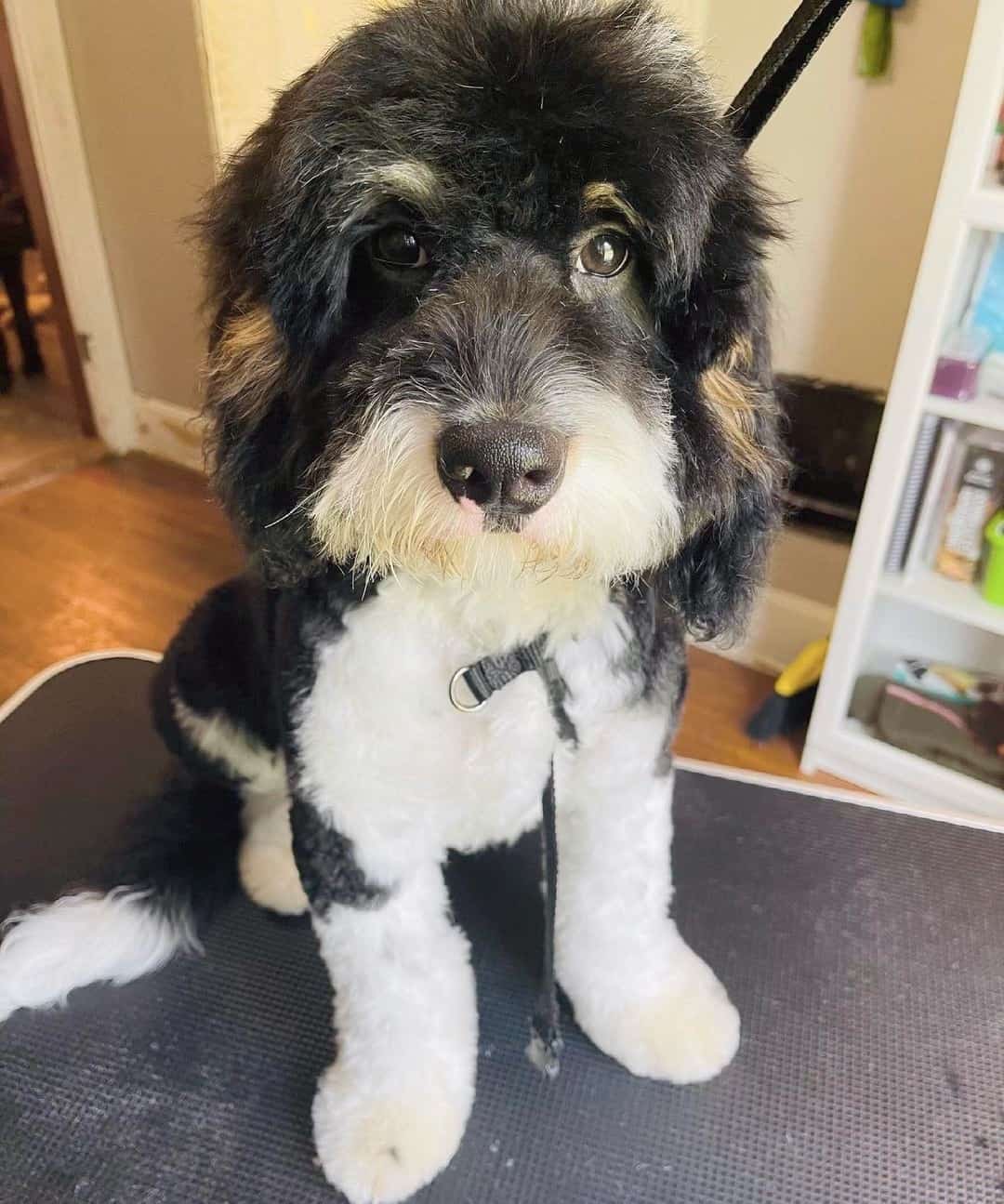 8 Best Bernedoodle Haircuts With Pictures! (2024 Updated)