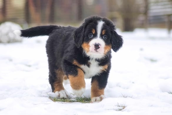 Labrador Retriever Puppies For Sale Where To Find The Best Breeders - 1s903iz