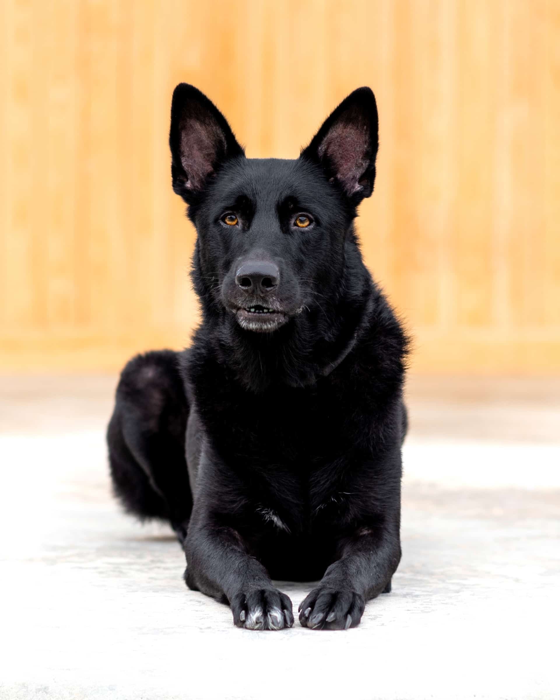 21 German Shepherd Colors & Markings (With Pictures!)