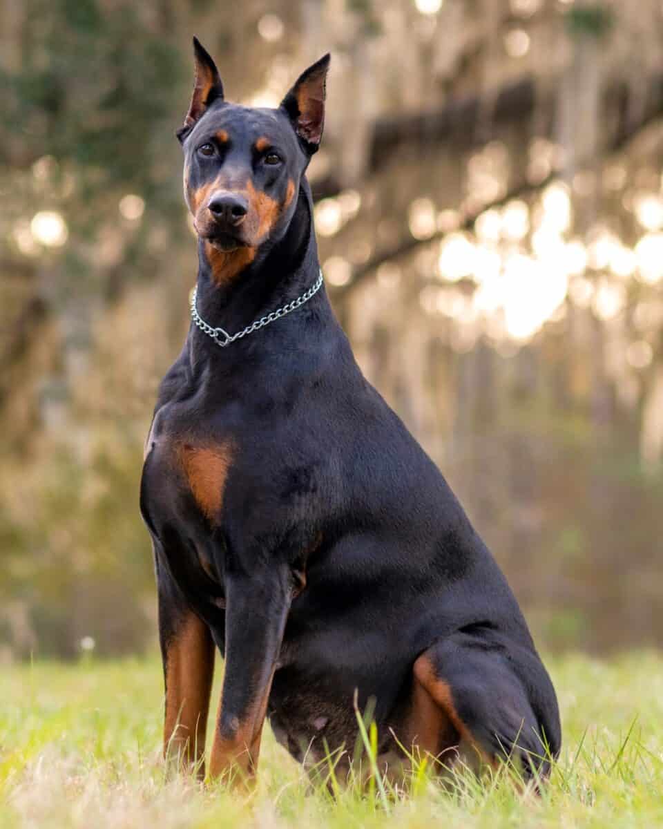 9 Doberman Colors With Pictures (Common & Rare Colors)