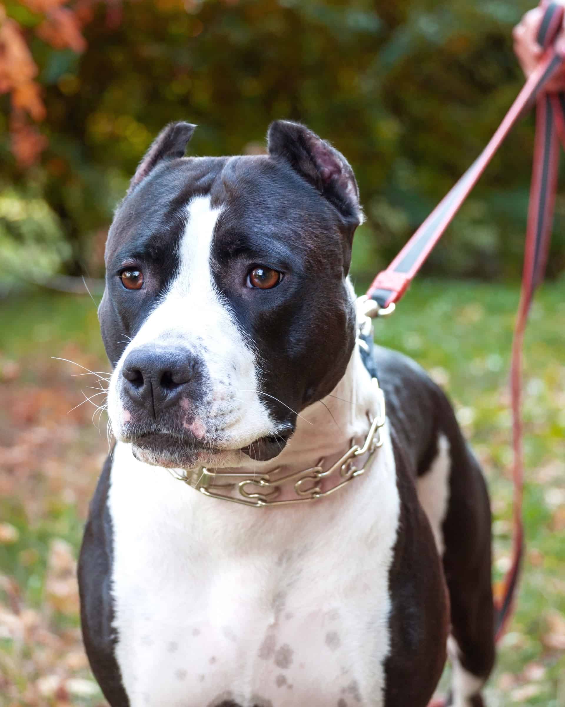 Black and White Pitbull Info, Pictures, Traits & Facts
