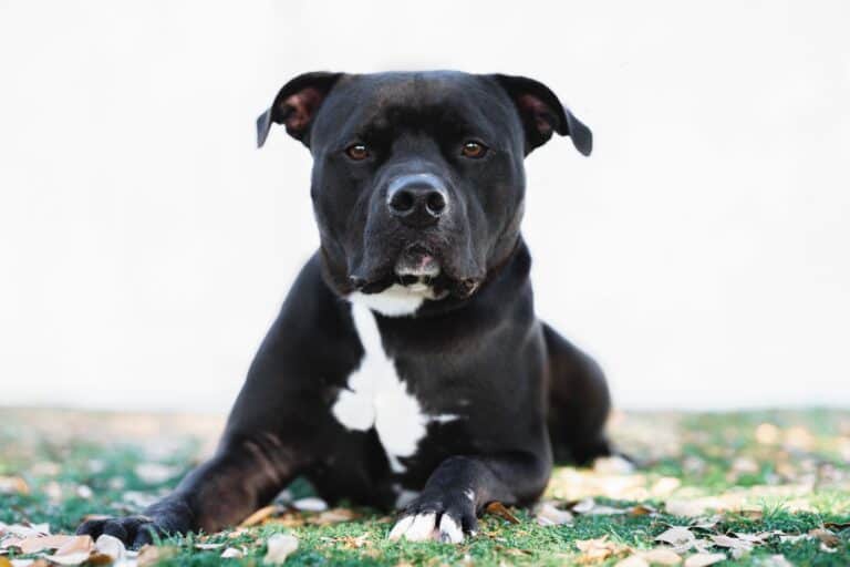 Black and White Pitbull Info, Pictures, Traits & Facts