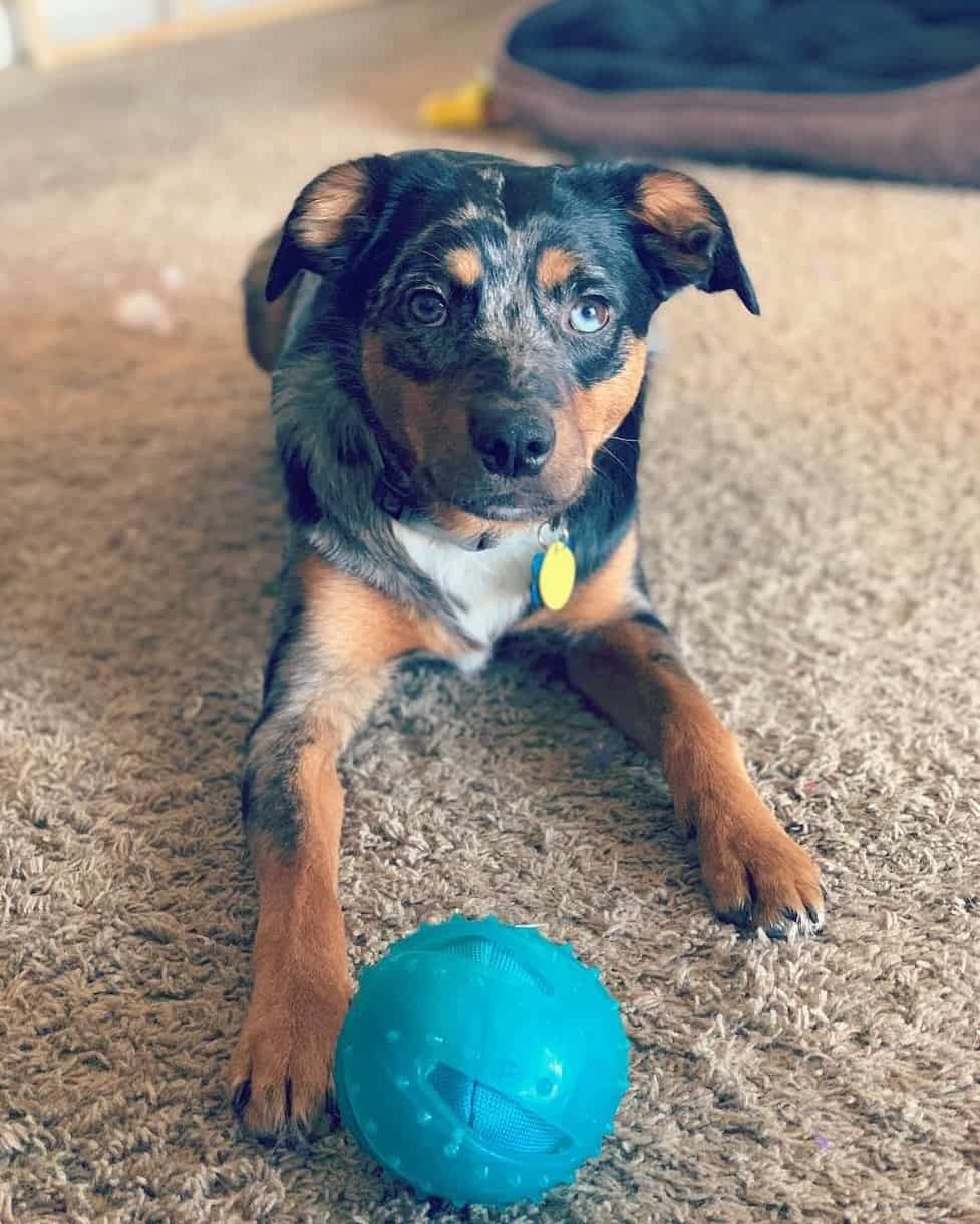 Catahoula Blue Heeler Mix (Catahoula Heeler) Facts & Pictures
