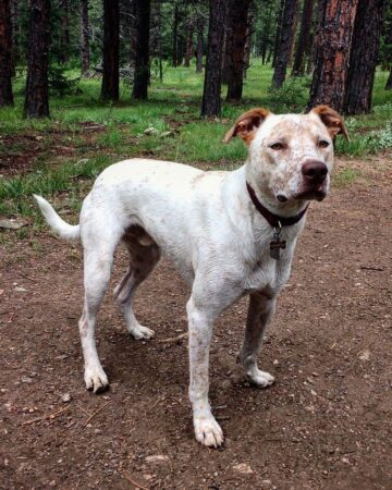Blue Heeler Pitbull Mix: Info, Pictures, Traits & Facts