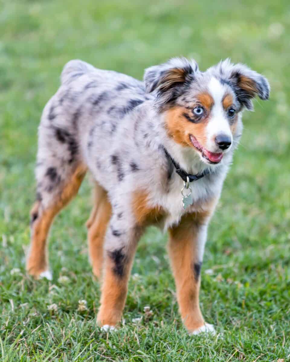 Tan point blue merle hotsell australian shepherd