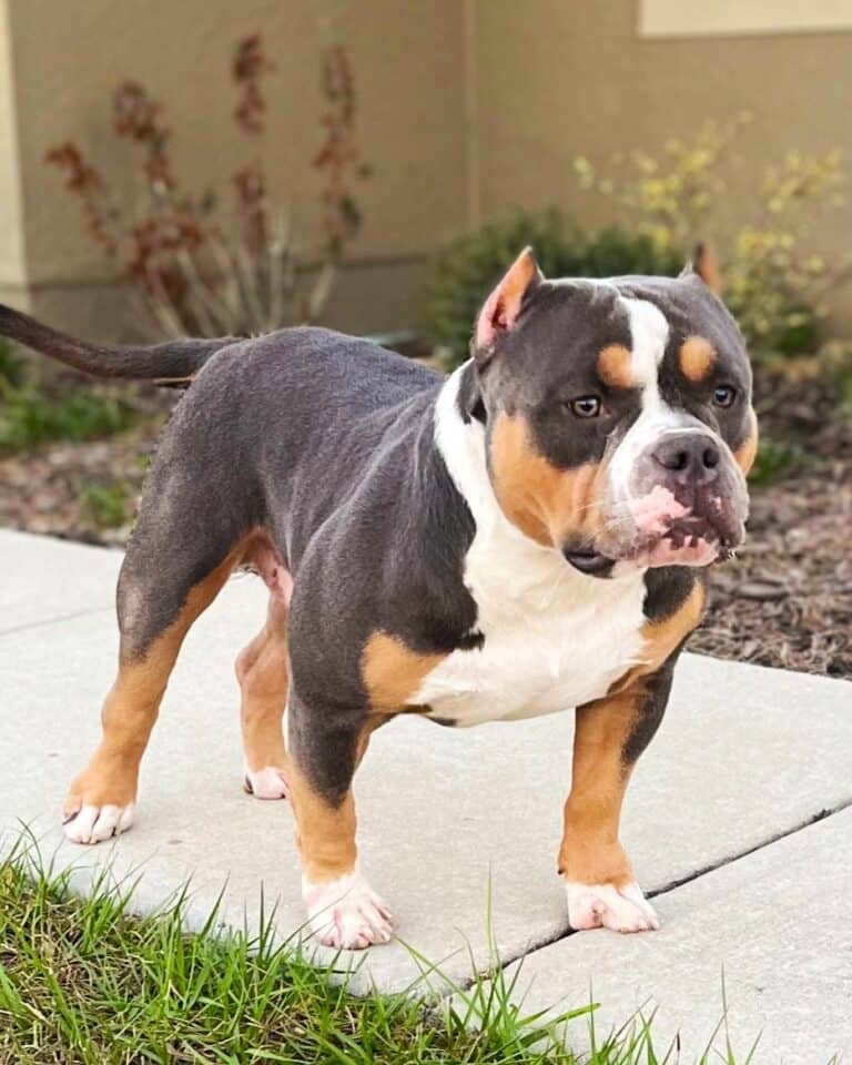 8 Different Types of TriColor Bully (With Pictures)