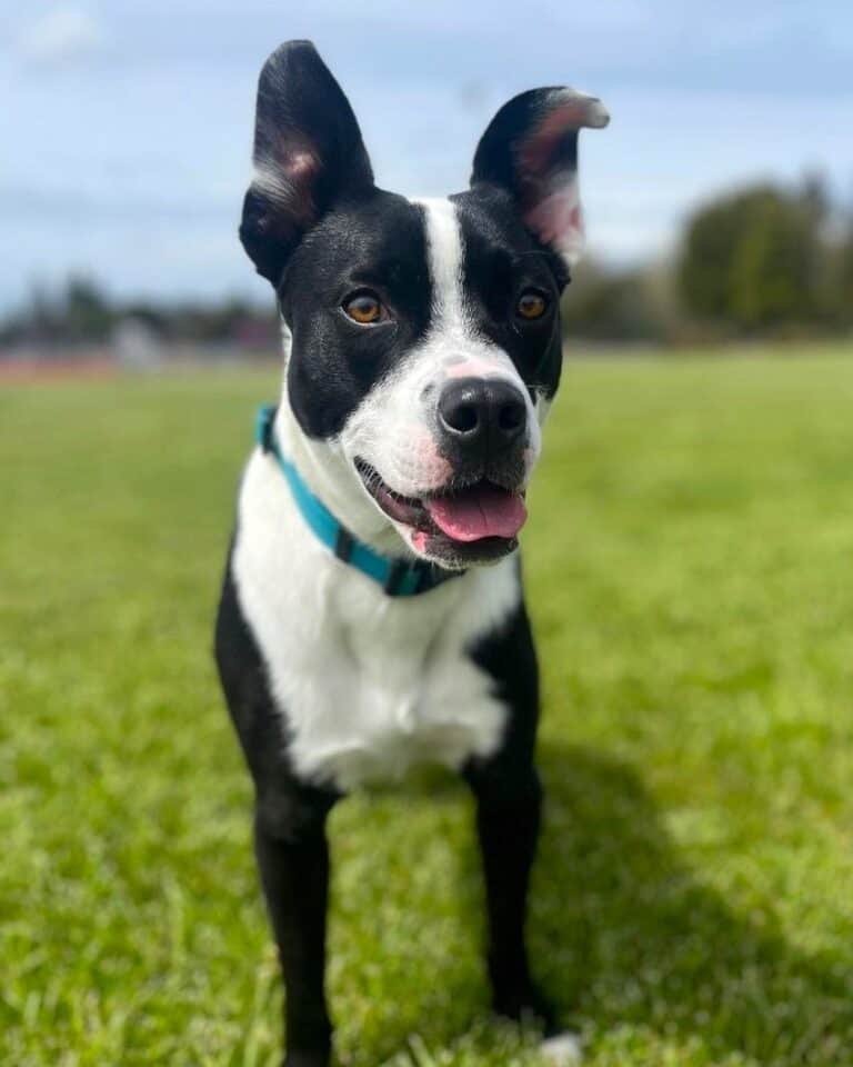 Border Collie Terrier Mix Breed Info, Pictures, Traits & Facts