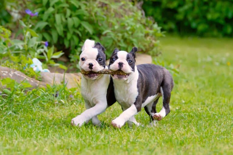 10 Best Boston Terrier Breeders (2024 Updated)