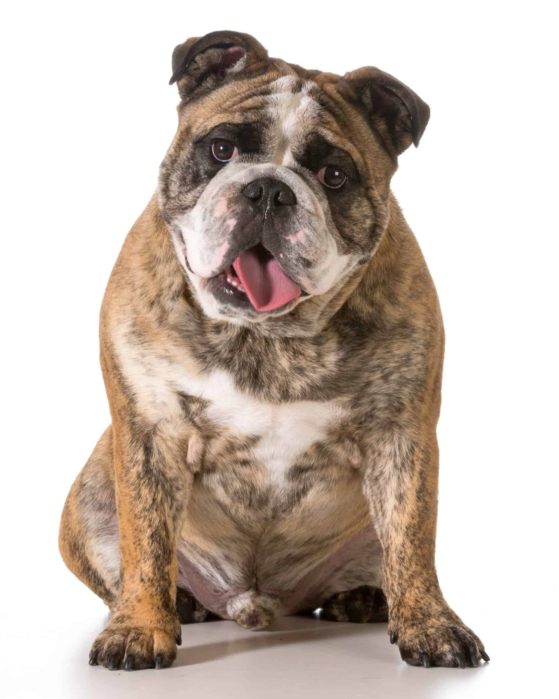18 English Bulldog Colors & Markings (With Pictures)
