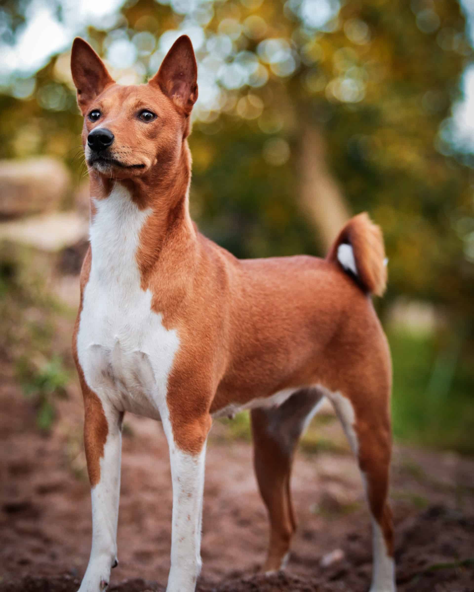 Top 37 Brown and White Dog Breeds (With Pictures)