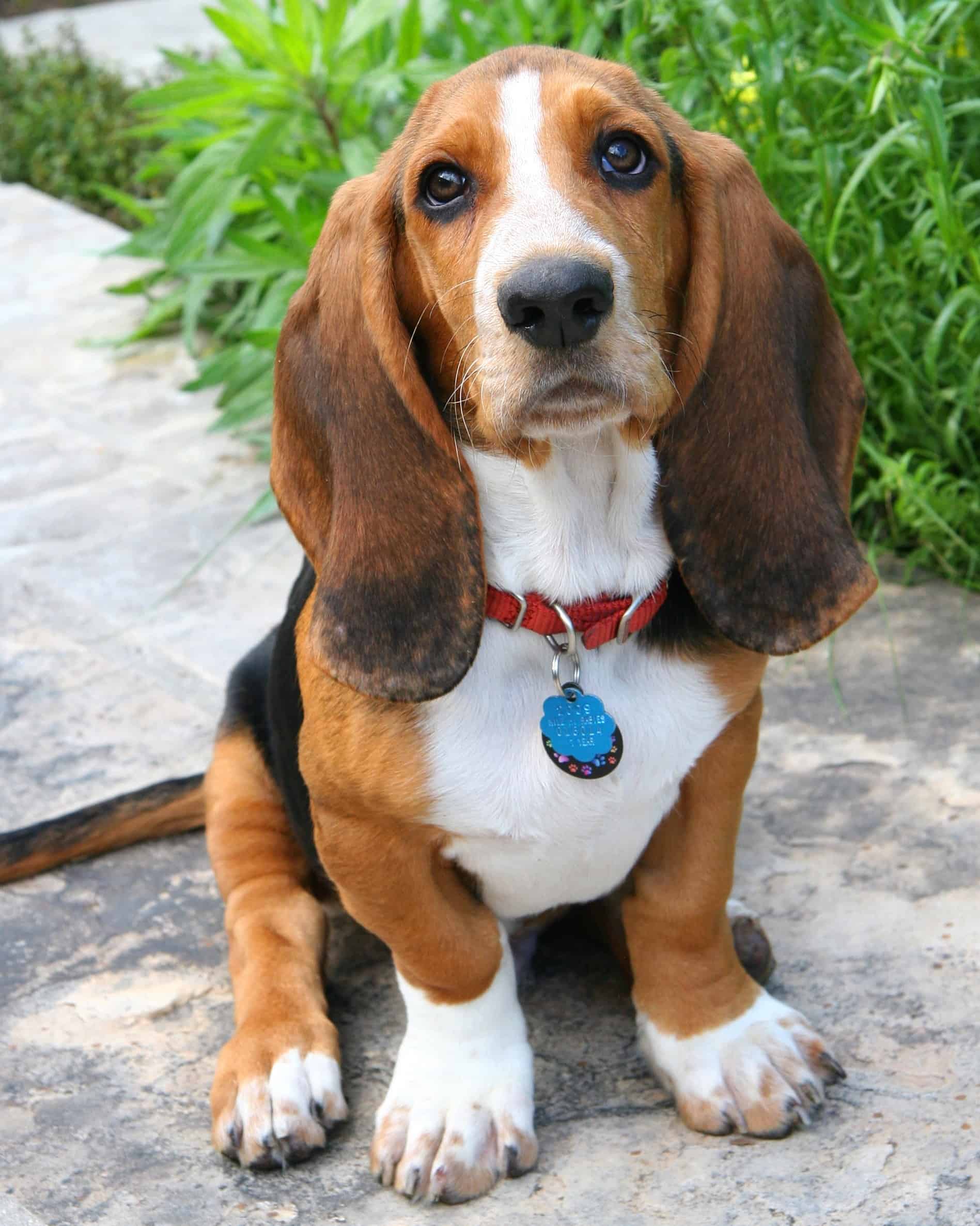 Top 37 Brown and White Dog