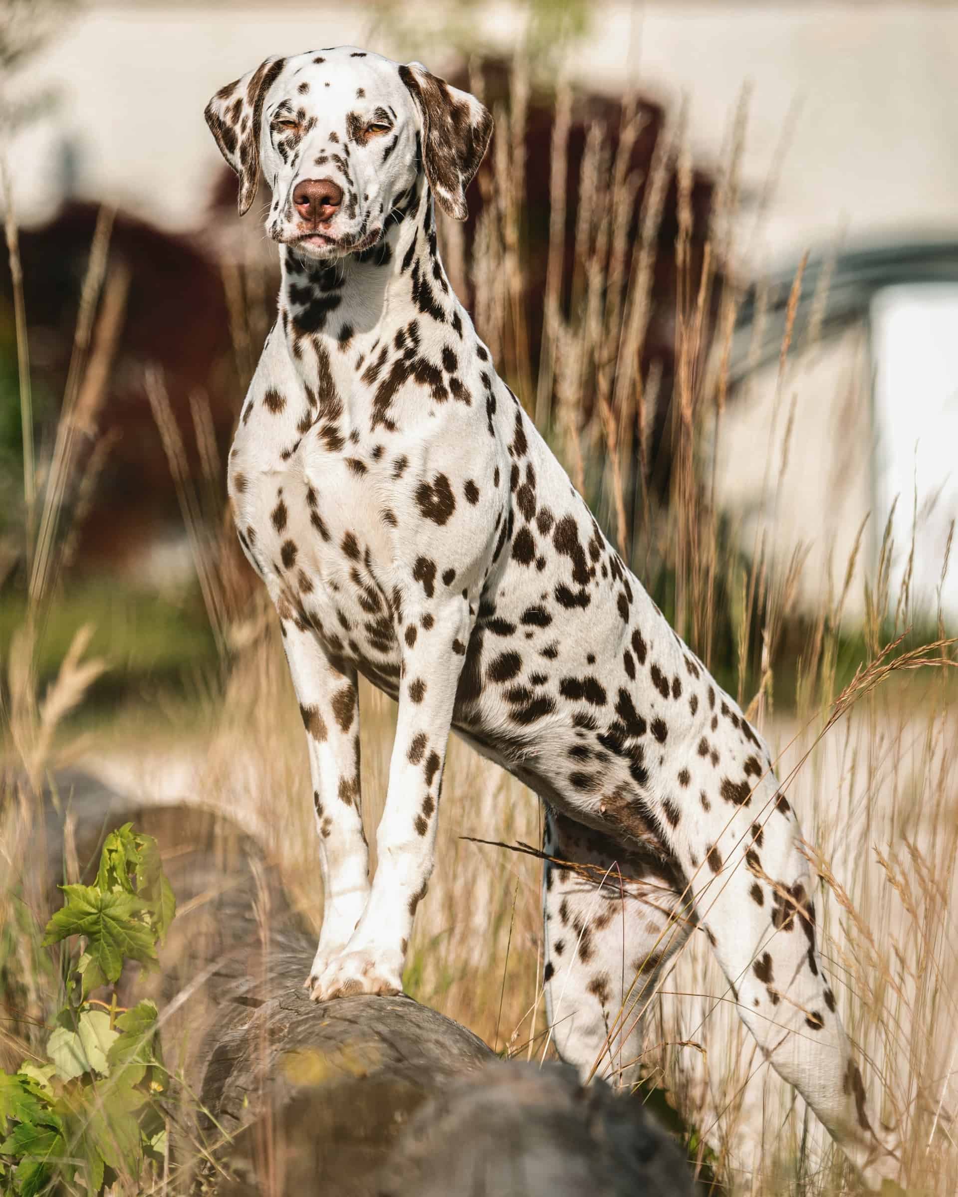 Top 37 Brown and White Dog Breeds (With Pictures)