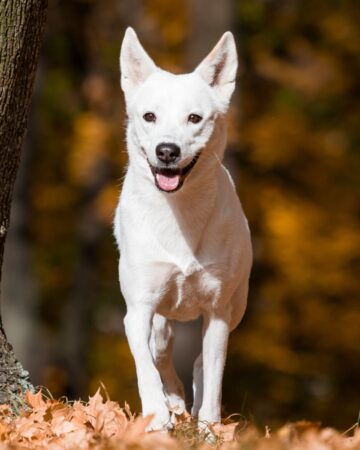 35 Adorable Dog Breeds With Pointy Ears (With Pictures)