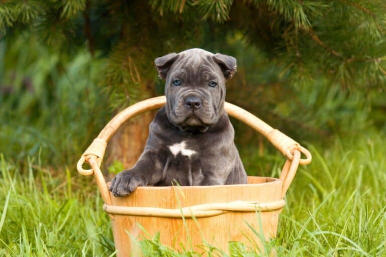 10 Best Cane Corso Breeders (2024 Updated)