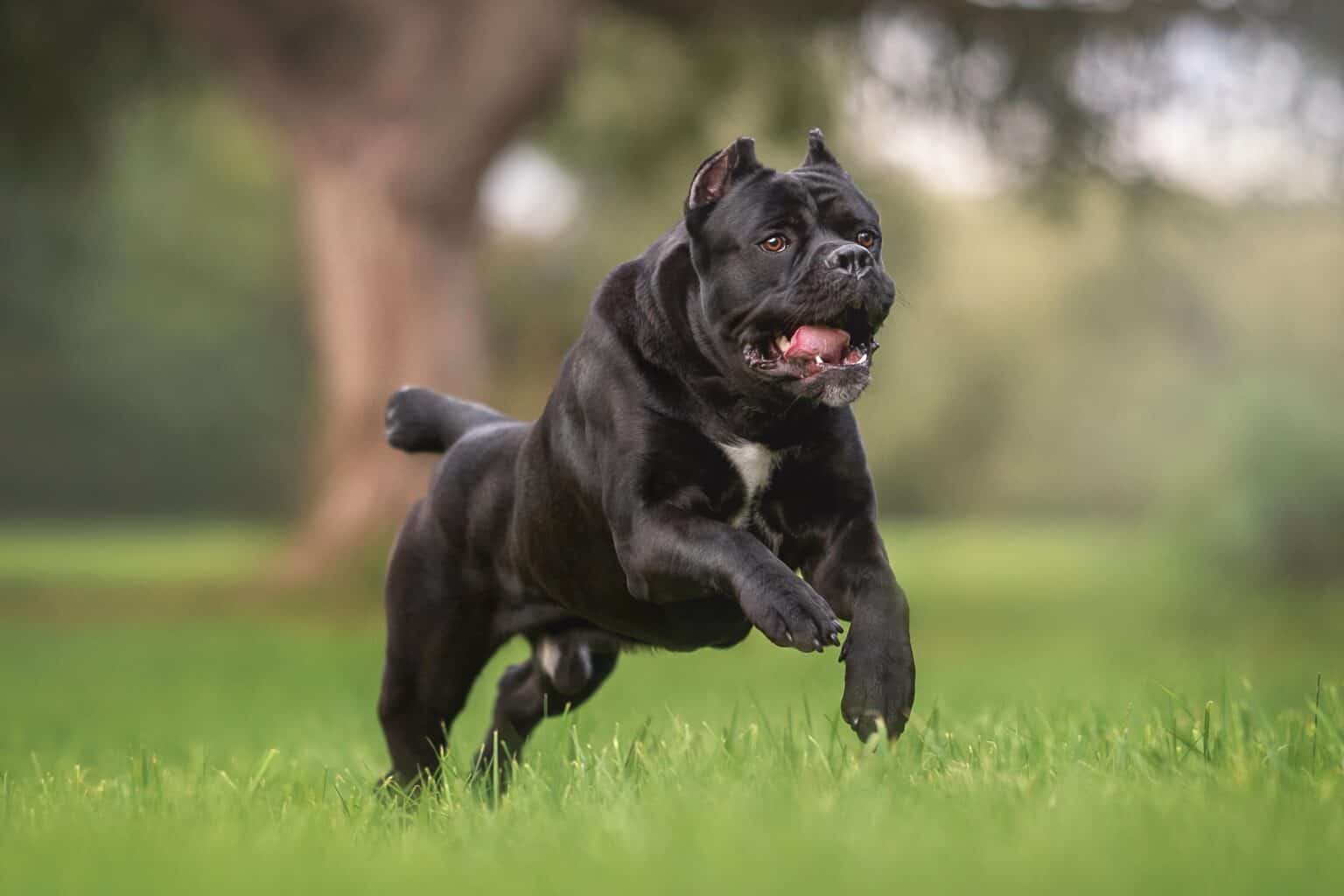11 Cane Corso Colors and Markings (With Pictures)