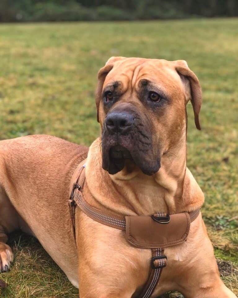 11 Cane Corso Colors and Markings (With Pictures)