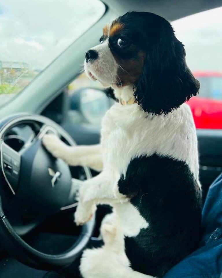 9 Cavalier King Charles Spaniel Colors (With Pictures)