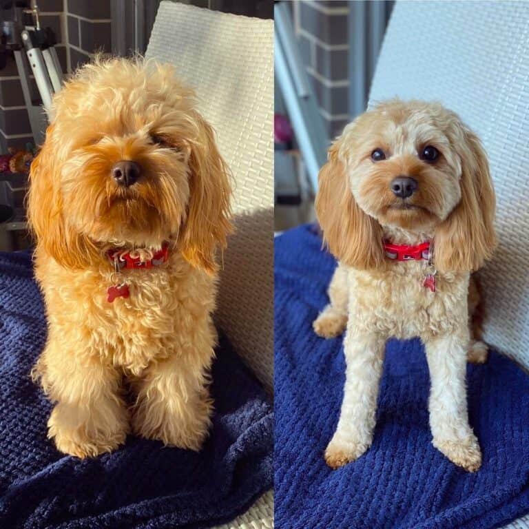 16 Best Cavapoo Haircuts With Pictures! (2024 Updated)