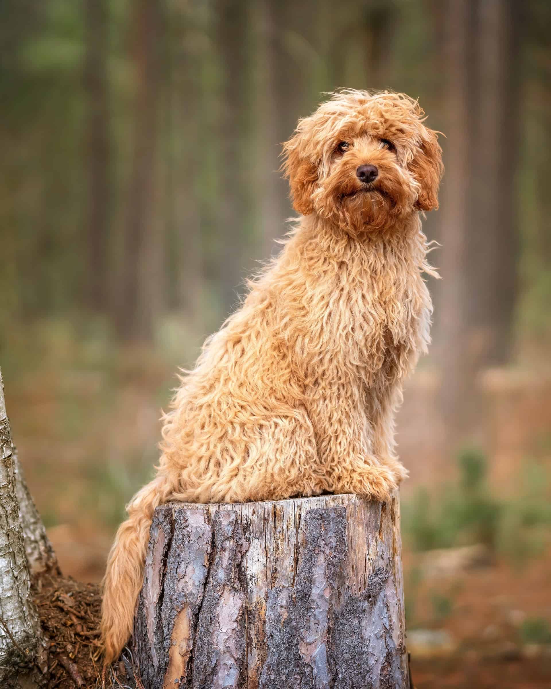 16 Best Cavapoo Haircuts With Pictures! (2024 Updated)