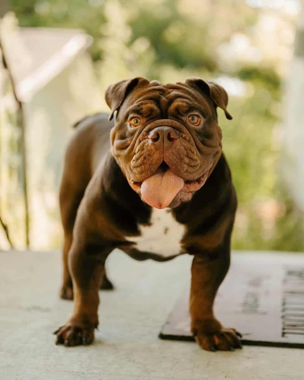 18 English Bulldog Colors & Markings (With Pictures)