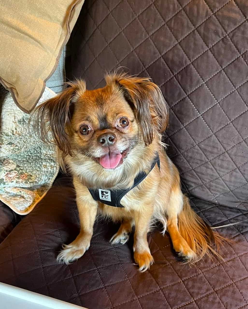 LongHaired Pug Myth or Truth? Everything You Need to Know