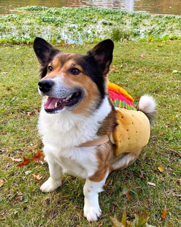 Sheltie Mix (Pembroke Sheltie) Info, Pictures & Facts