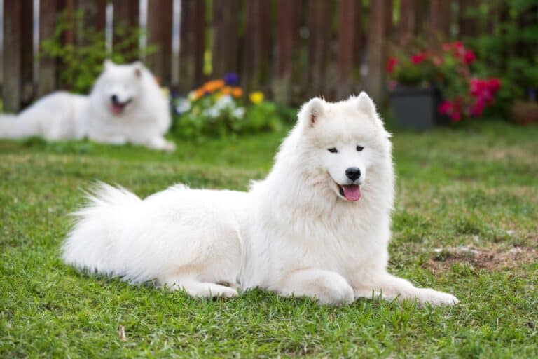 10 Best Samoyed Breeders (2025 Updated) Happy Dog Breeds
