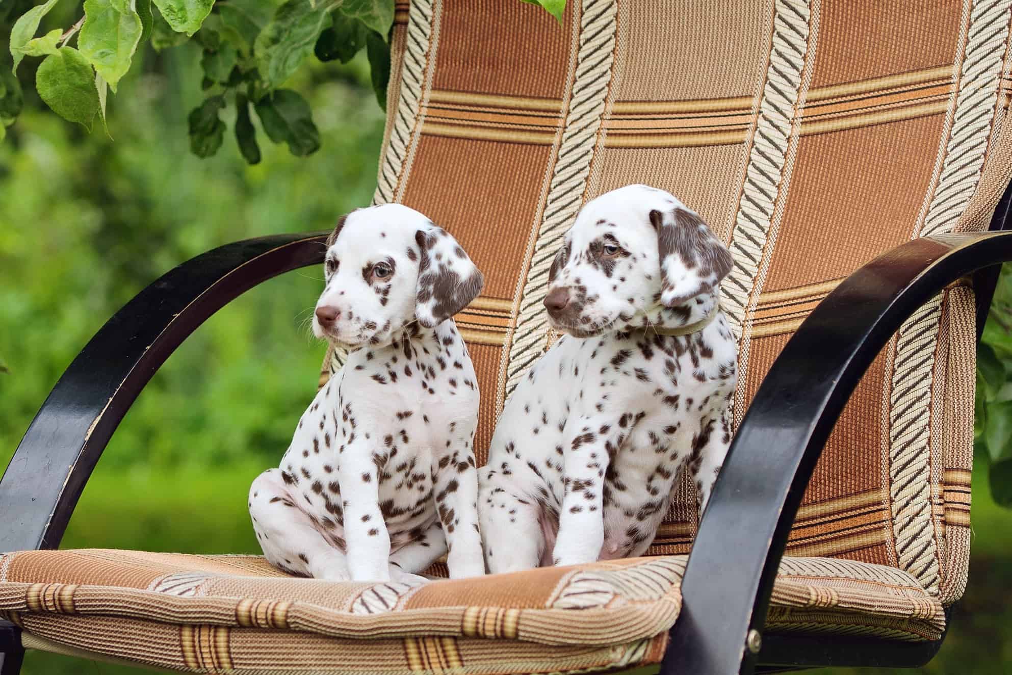 How Much Does a Dalmatian Cost? (2024 Updated)