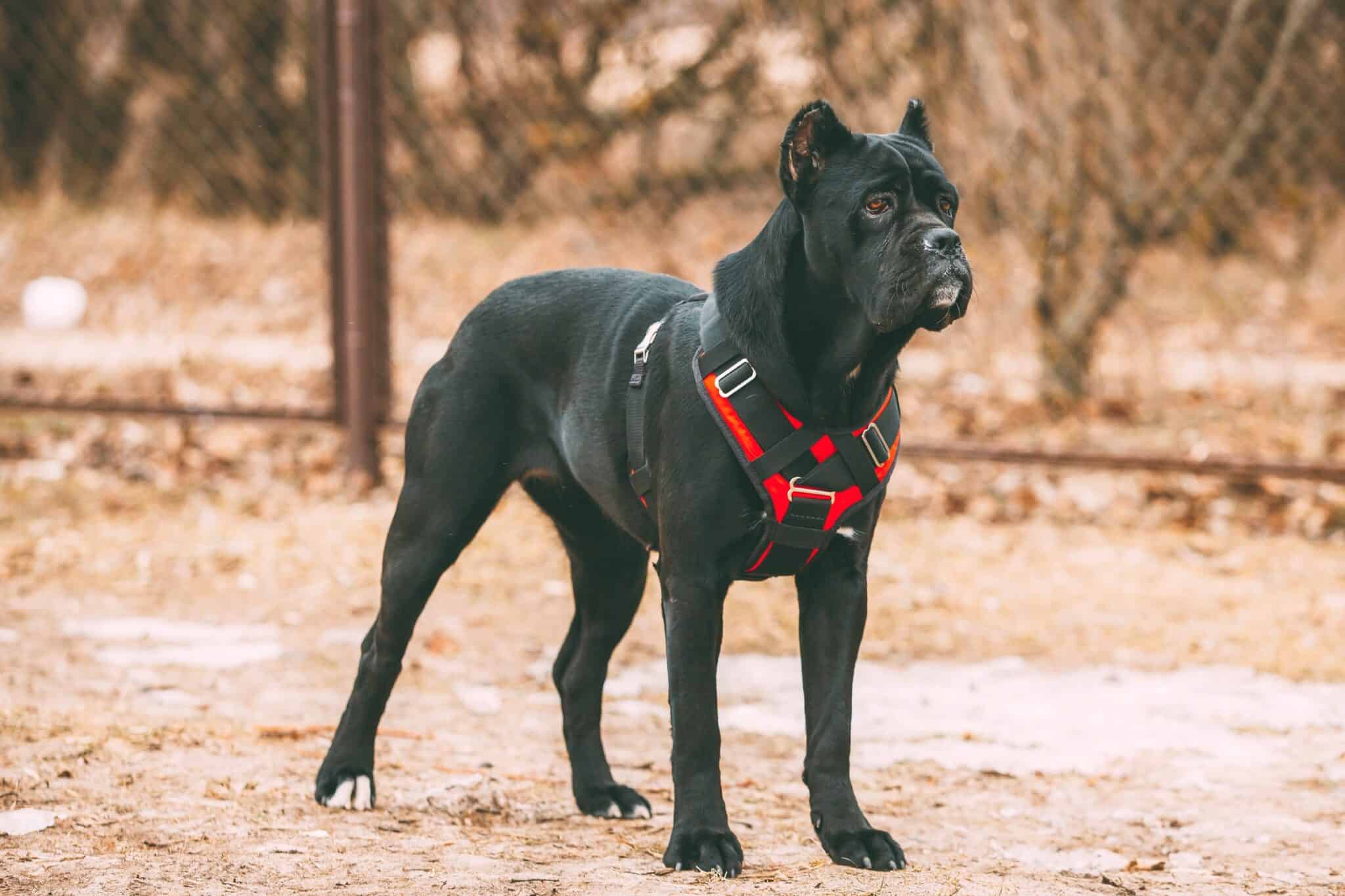 11 Cane Corso Colors and Markings (With Pictures)