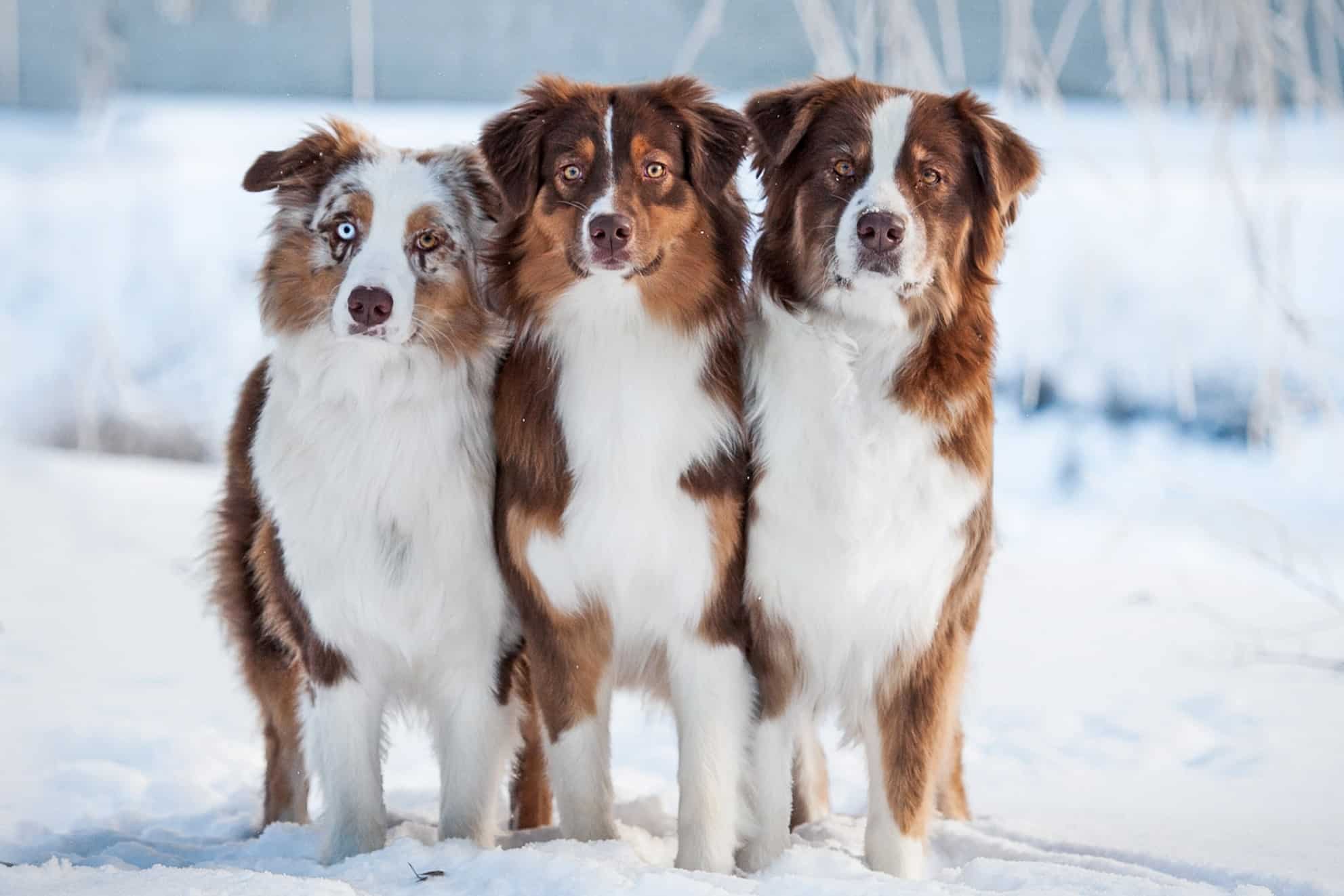 16 Australian Shepherd Colors Patterns With Pictures All For One