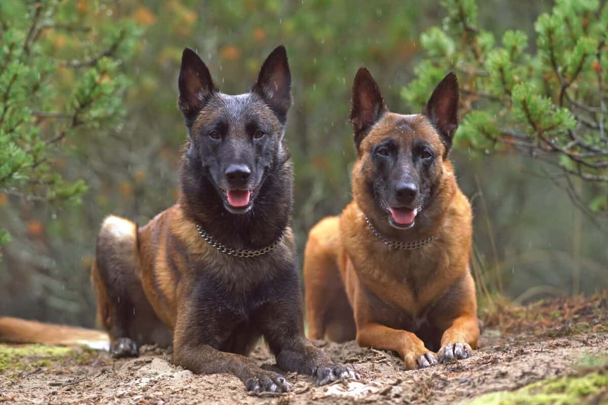 12 Belgian Malinois Colors Markings With Pictures 