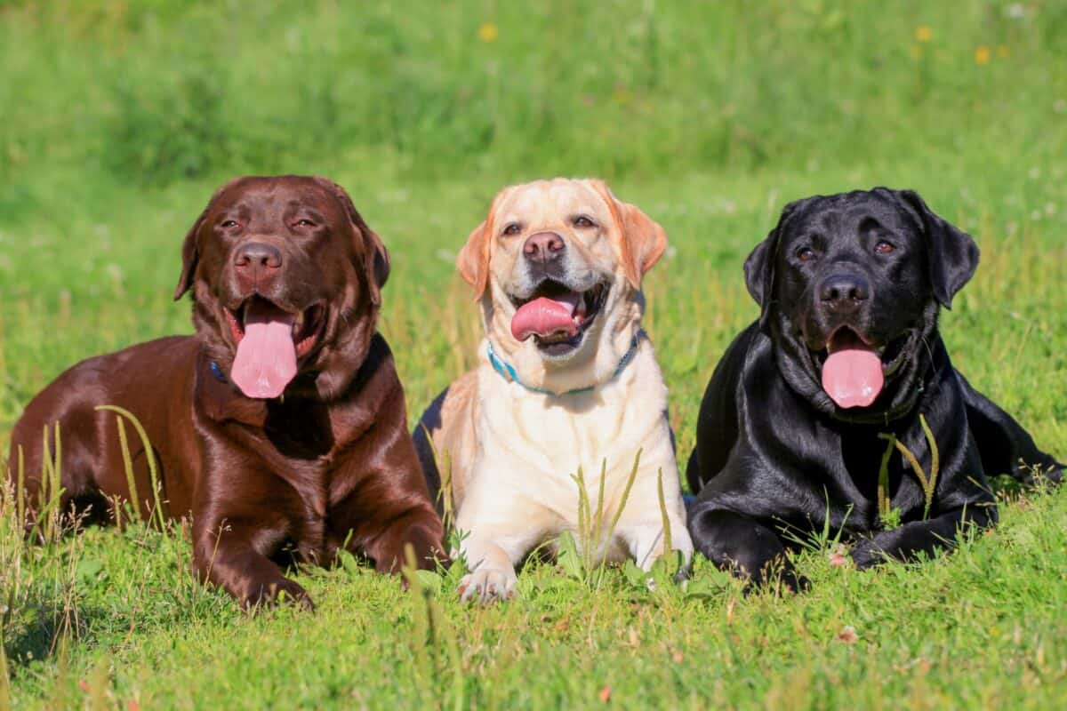13 Labrador Retriever Colors Patterns With Pictures 