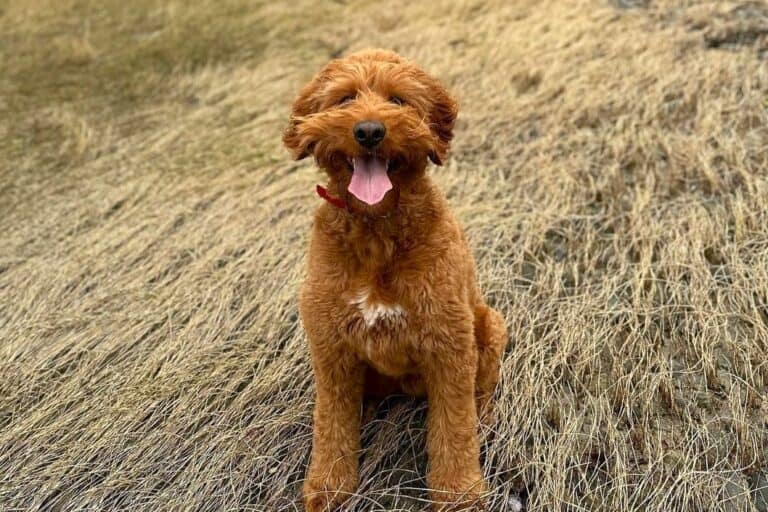 Double Doodle | Breed Information, Pictures, Traits & Facts