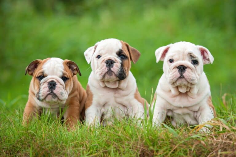 10 Best English Bulldog Breeders (2024 Updated)
