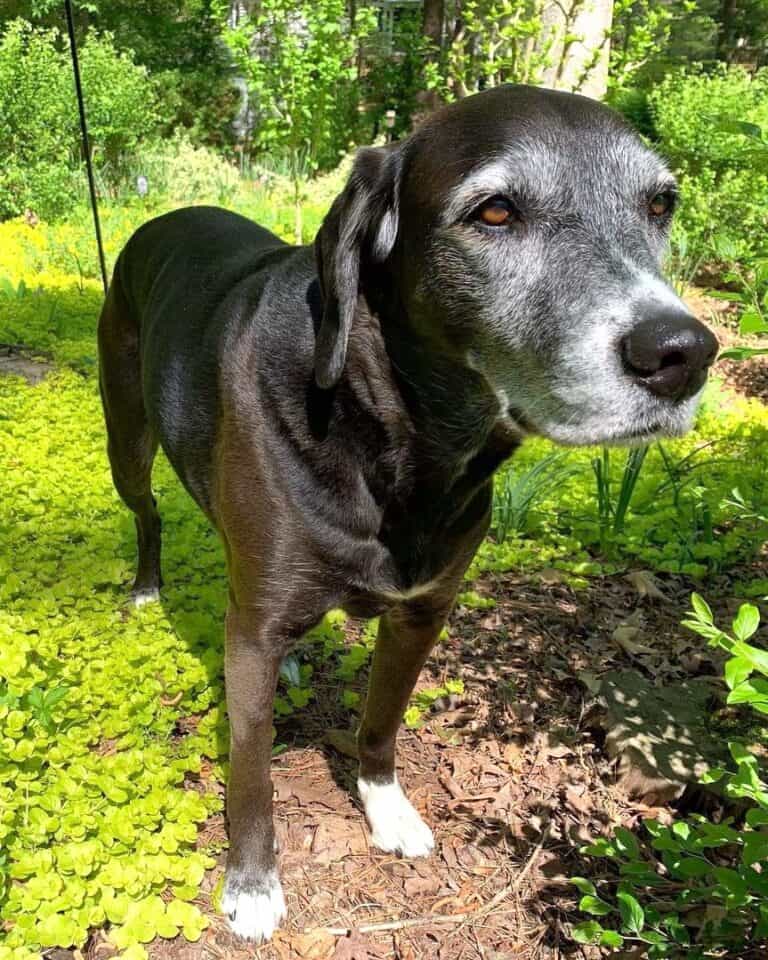 Lab Hound Mix Breed Information, Pictures, Traits & Facts