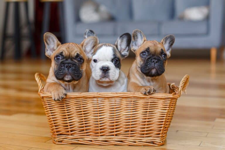 10 Best French Bulldog Breeders (2024 Updated)