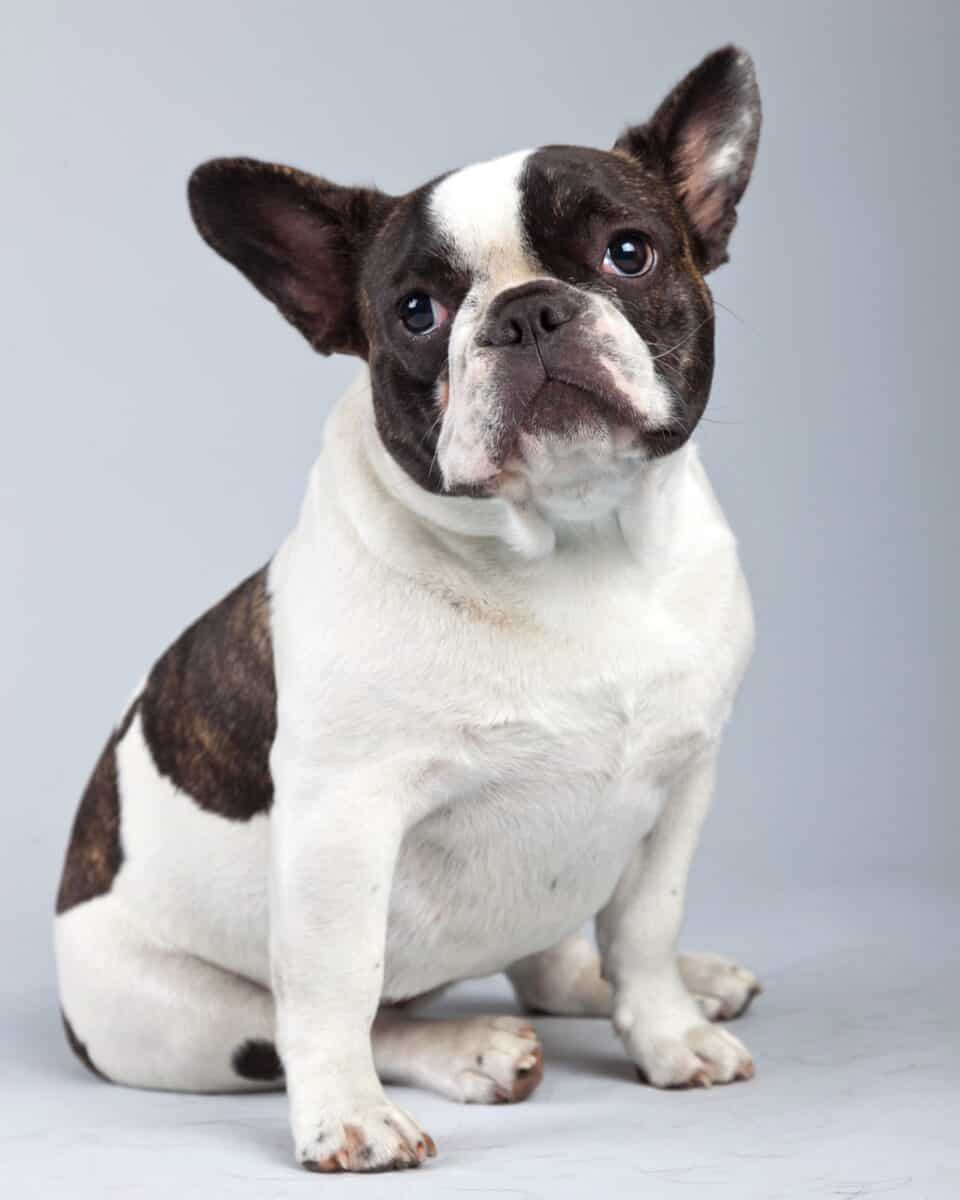 20 Types of Bulldog Breeds: American, English, French & More