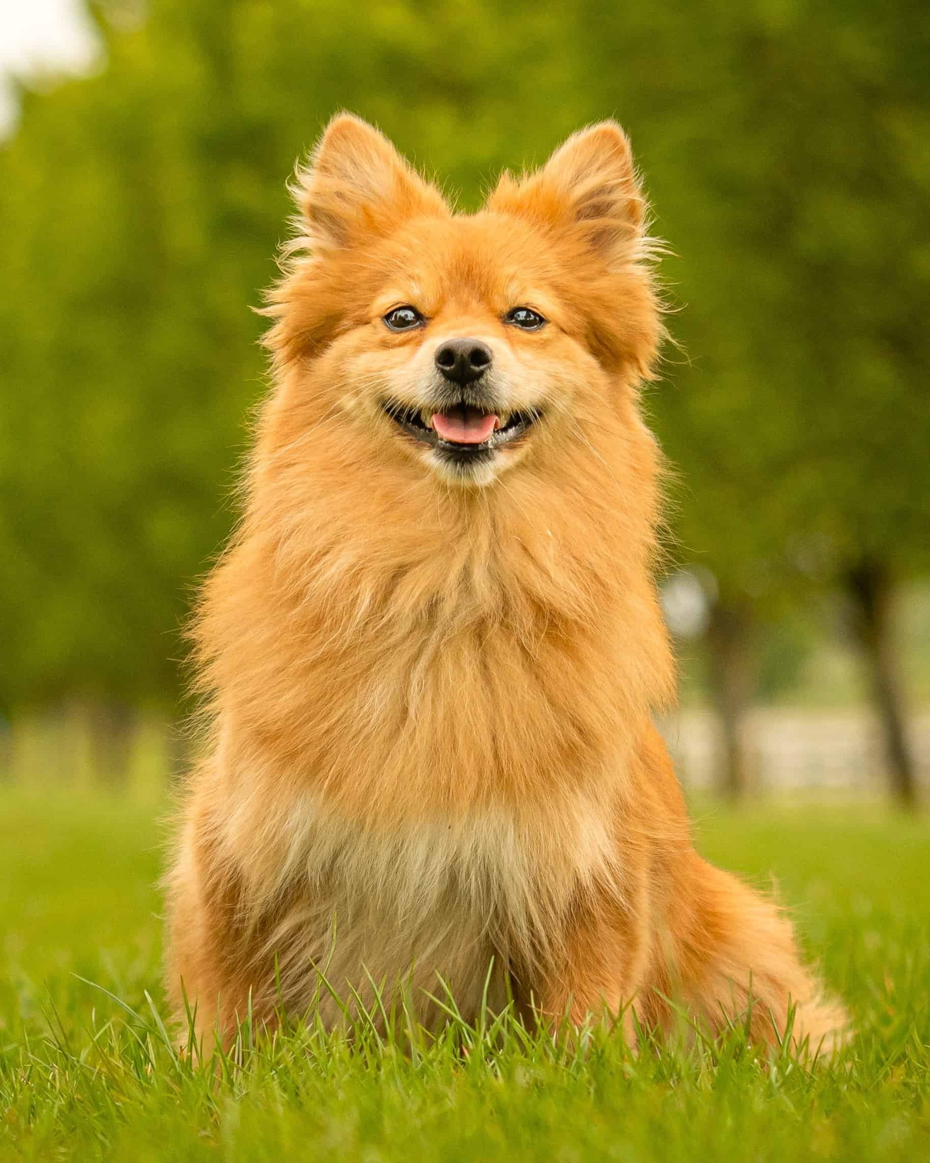 35 Adorable Dog Breeds With Pointy Ears (With Pictures)