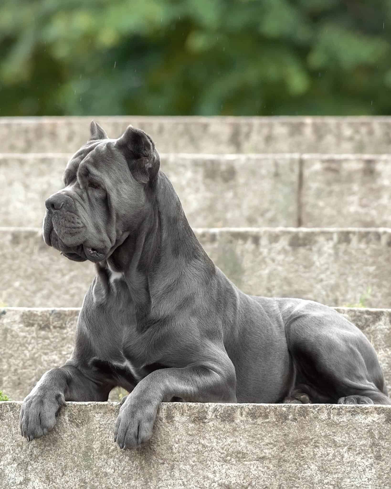 11 Cane Corso Colors And Markings With Pictures Gray Cane Corso 1638x2048
