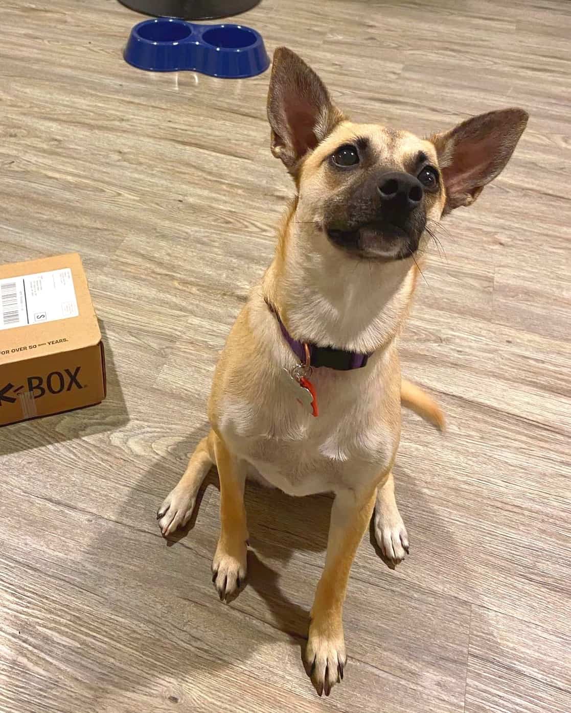 Great Dane Chihuahua Mix (Chi Dane Dane) Facts & Pictures