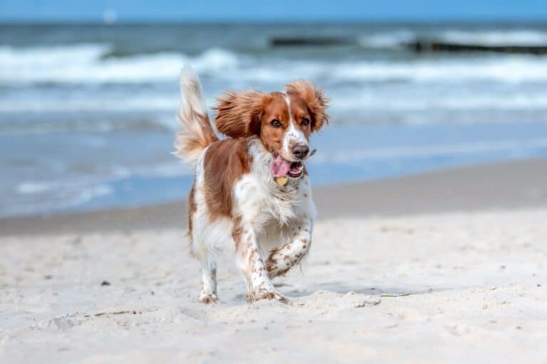 Top 37 Brown and White Dog