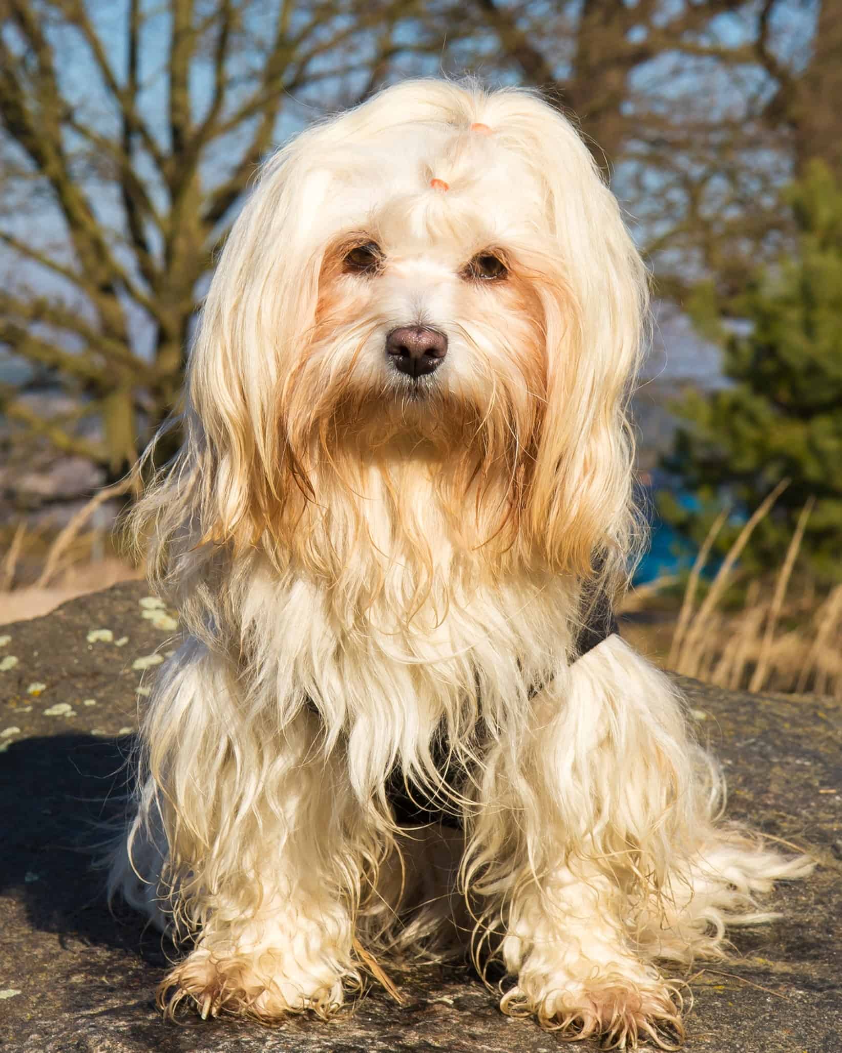 10 Havanese Haircuts How To Groom Your Havanese Blessing By Design 