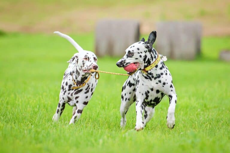 How Much Does a Dalmatian Cost? (2024 Updated)