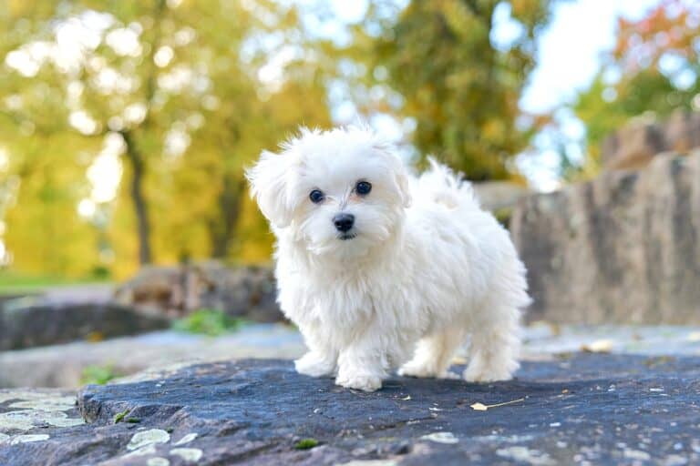 How Much Does a Maltese Cost? (2024 Updated)