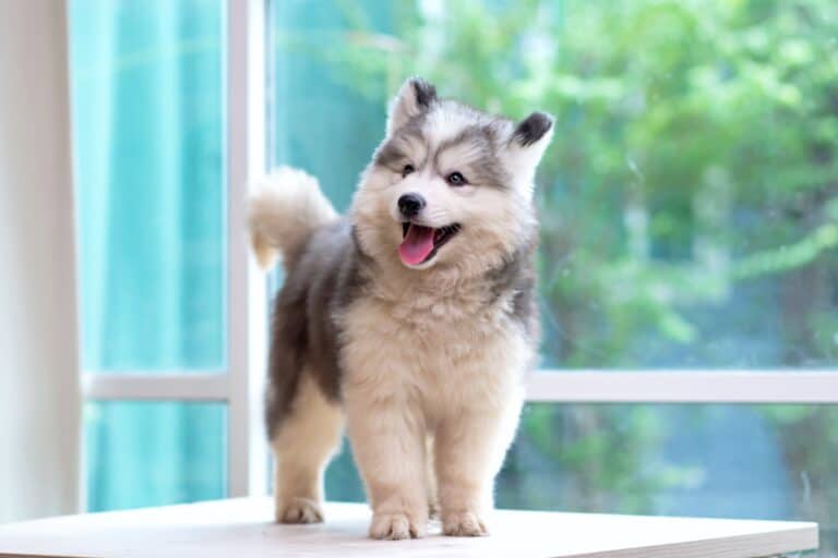 How Much Does a Husky Cost? (2024 Updated)