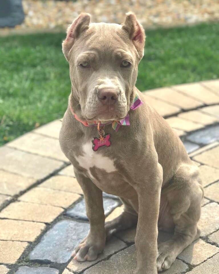 11 Cane Corso Colors and Markings (With Pictures)