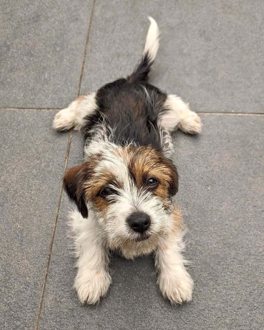 Jack Russell Maltese Mix (Jacktese) Info, Pictures & Facts