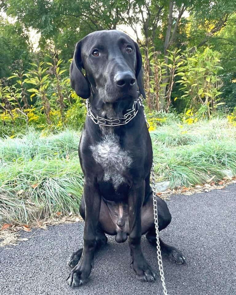 Lab Hound Mix Breed Information, Pictures, Traits & Facts